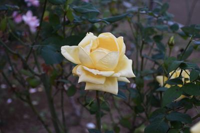 Close-up of white rose