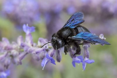 Close-up of honey bee pollinating on purple flower