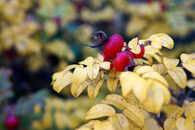 Close-up of red berries on plant