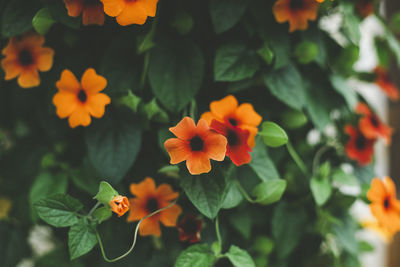 Close-up of orange flowering plant