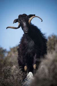 Close-up of goat