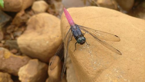 Close-up of insect