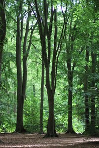 View of trees in forest