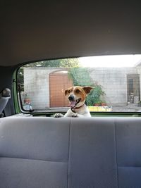 Close-up of dog sitting