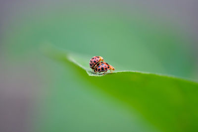 Close-up of spider on leaf