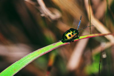 Close-up of insect on leaf