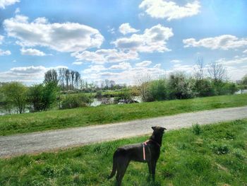 Dog on landscape against sky