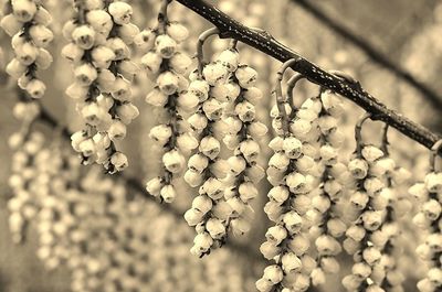 Close-up of white flowers