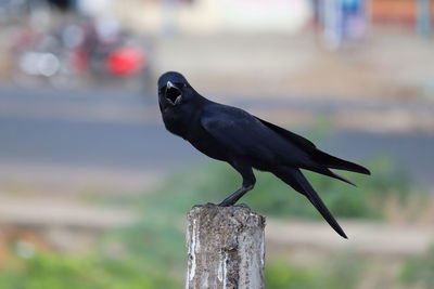 Close-up of bird perching on wooden post