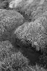 High angle view of grass on field by lake