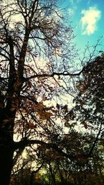 Low angle view of bare trees against sky