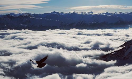 Bird flying over mountain against sky