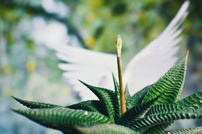 Close-up of plant