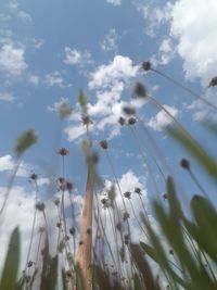 Low angle view of flowering plants against sky