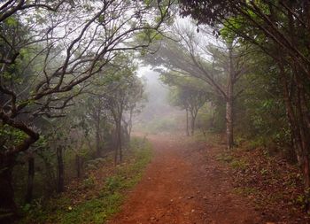 Footpath amidst trees in forest