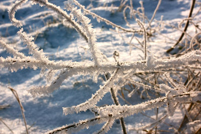 Close-up of snow covered tree