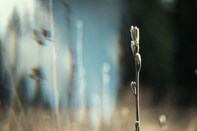 Close-up of plant on field