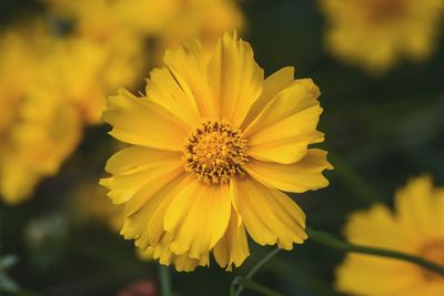 Close-up of yellow flower