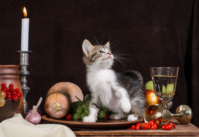 Portrait of cat sitting on table