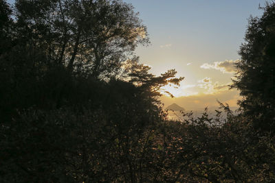 Silhouette trees against sky during sunset