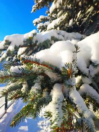 Close-up of snow covered pine tree