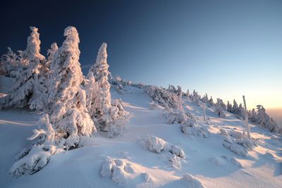 Snow covered trees against clear sky