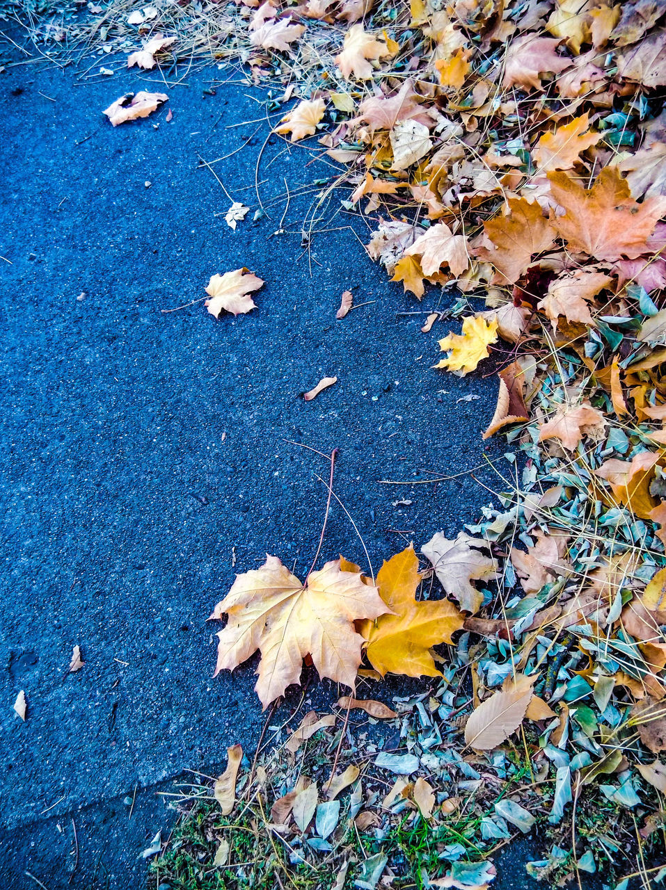 HIGH ANGLE VIEW OF MAPLE LEAVES ON FALLEN TREE