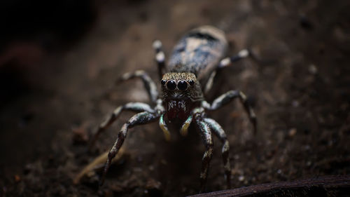 Close-up of spider