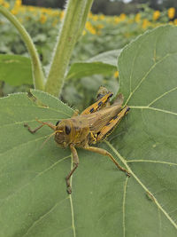 Close-up of insect on leaf