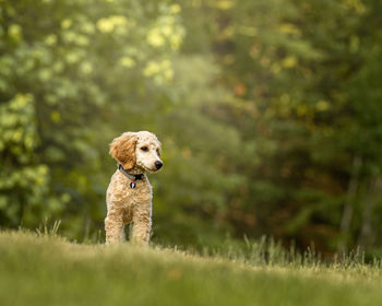 Dog looking away on field