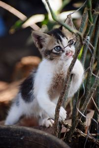 Close-up portrait of a cat