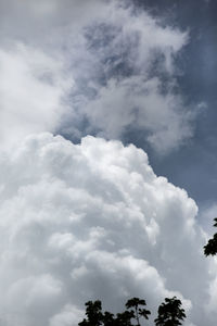 Low angle view of trees against sky