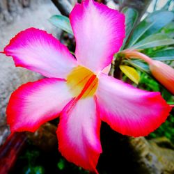 Close-up of pink flower