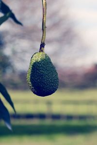 Close-up of fruits hanging on tree