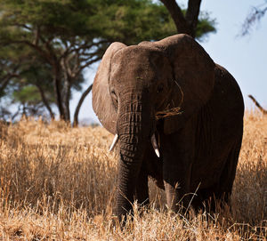 Elephant in a field