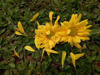 Close-up of yellow flowers blooming on field