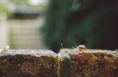 Close-up of snail on brick wall