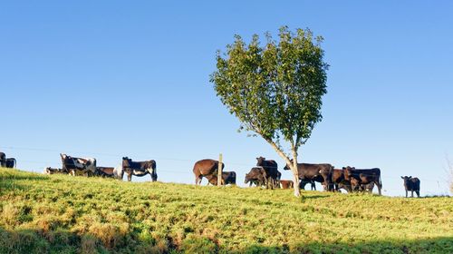 Cows on field against sky