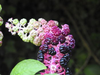 Close-up of pink flowering plant