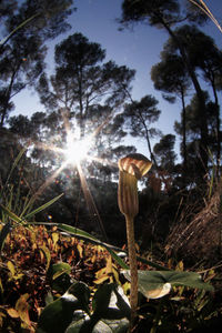Close-up of fresh plants in forest against sky
