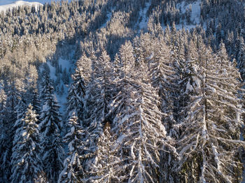 Pine trees in forest during winter