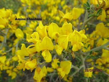 Close-up of yellow flowering plant