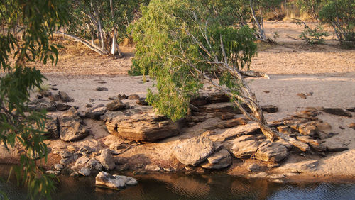 Plants growing on rock formation by trees