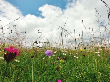 Close-up of flowering plants on field against sky