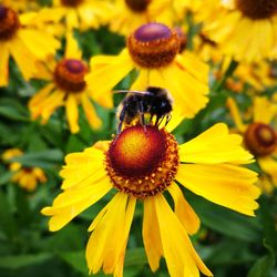 Bumblebee pollinating on yellow flower