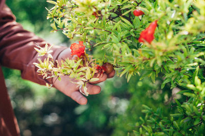 Close-up of hand holding fruit on tree