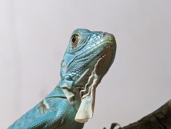 Blue Lizard