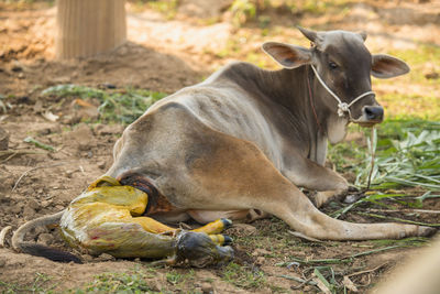 Cow relaxing on field