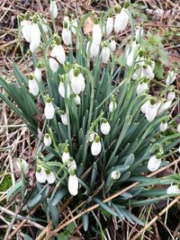 High angle view of white flowers blooming outdoors