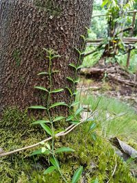 Close-up of tree trunk